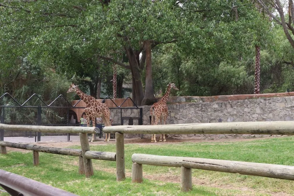 Zoológico Guadalajara 4