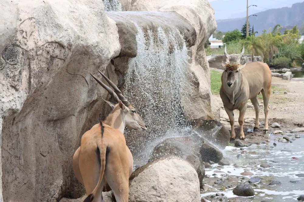 Zoológico Guadalajara 1