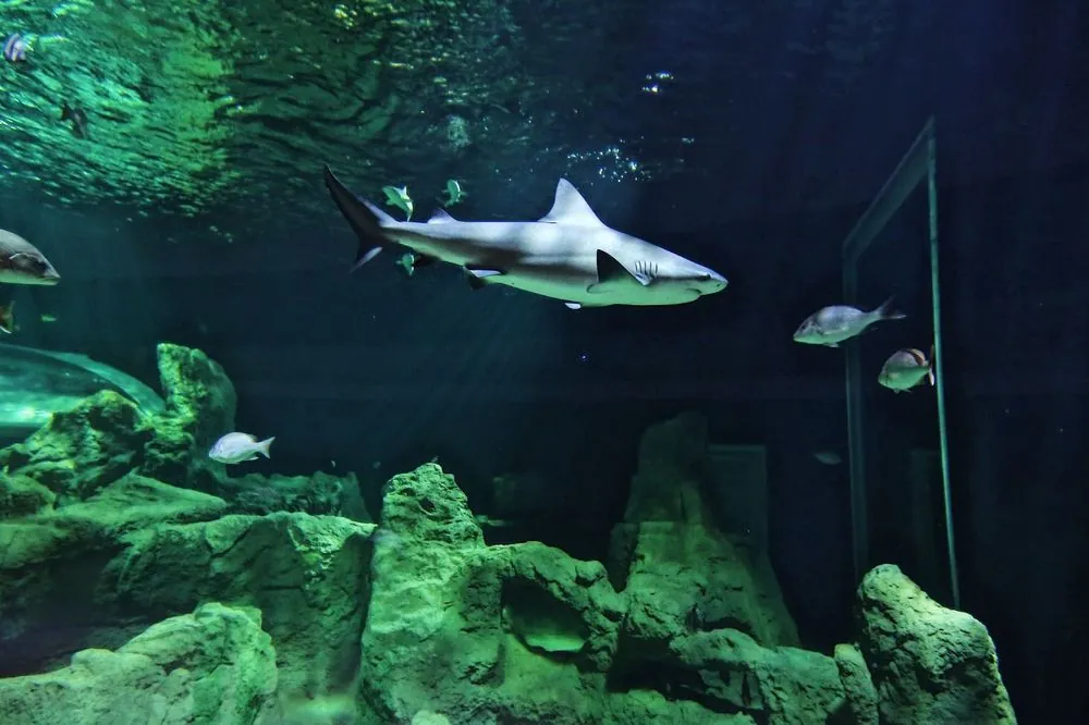 Acuario Michin