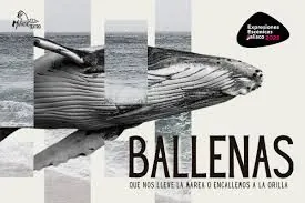 Ballenas, que nos lleve la marea o encallemos a la orilla