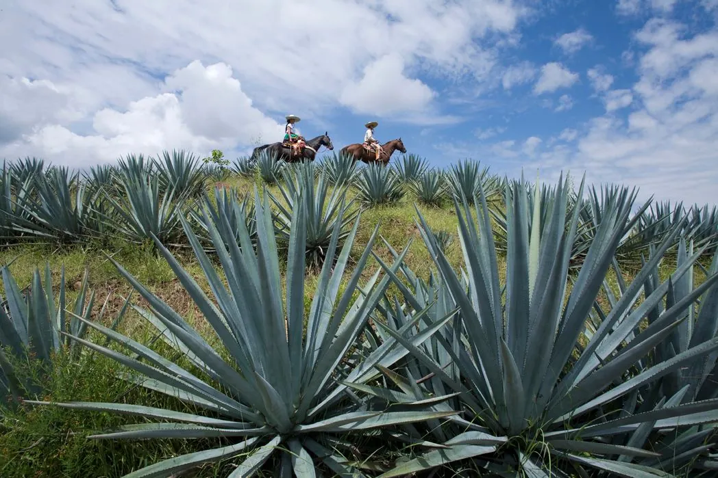 Tequila
