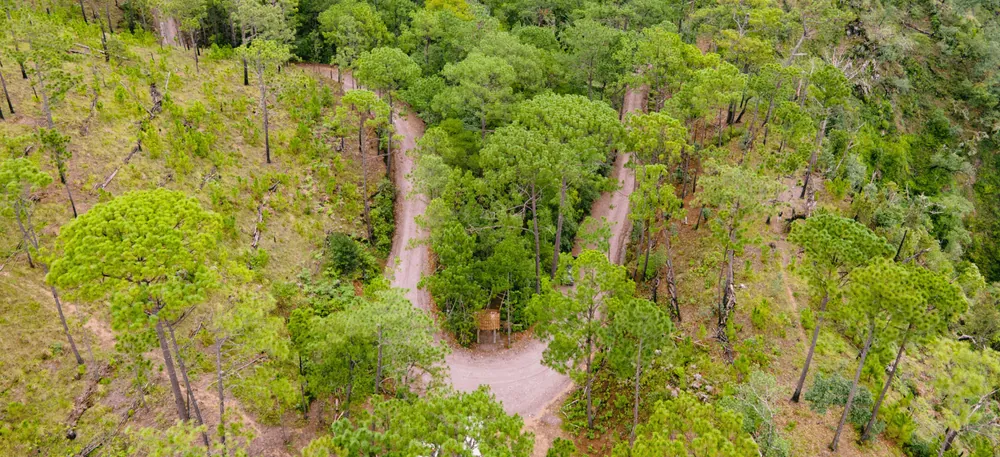Bosque del Maple 1