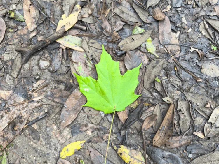 Bosque del Maple