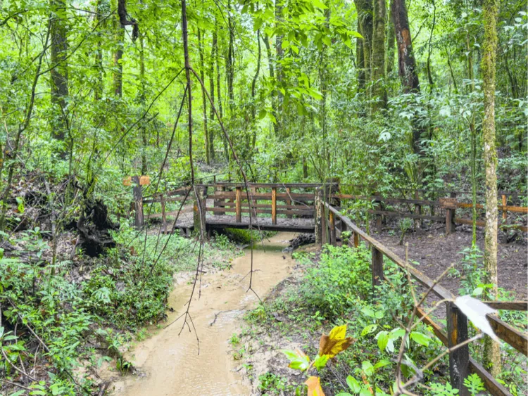 Bosque del Maple 2