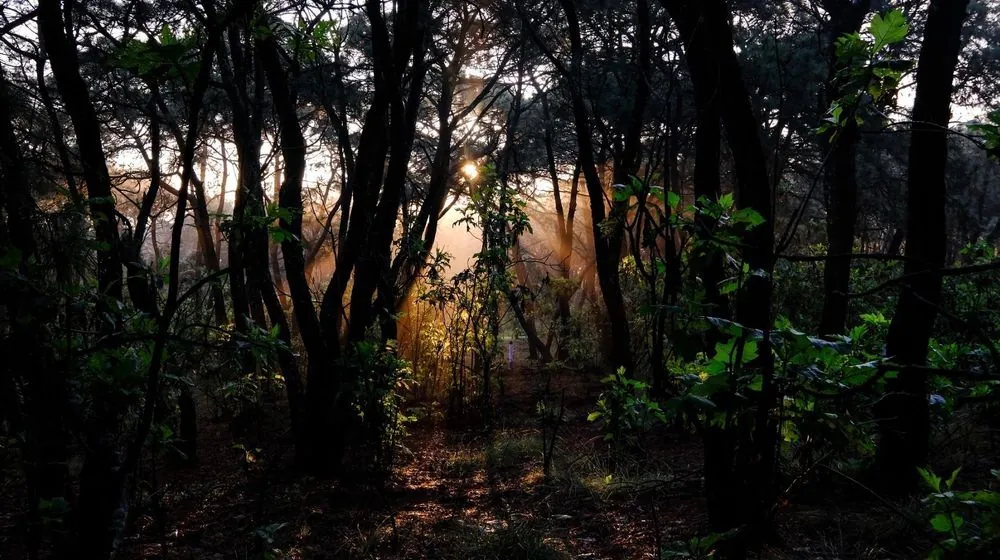 Bosque La Primavera